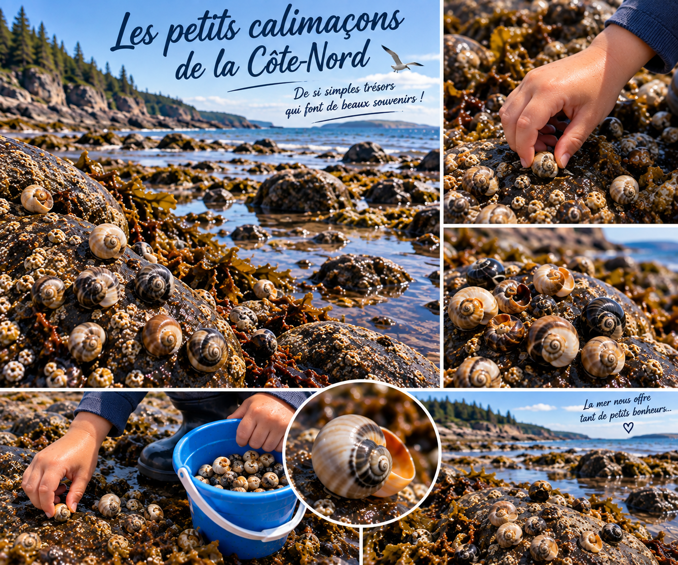 Les petits calimacons